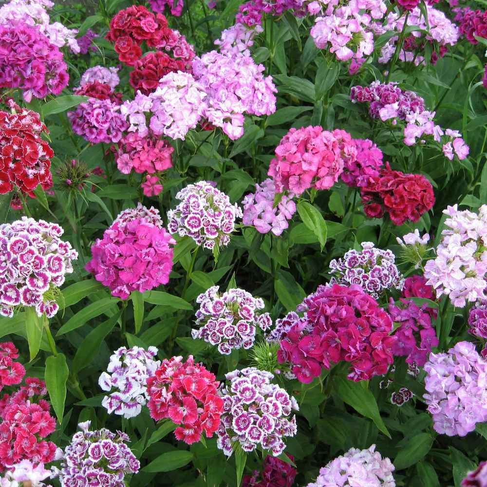 5 LBS Dianthus Sweet William Seed Mix For Planting | Xeriscape Landscaping