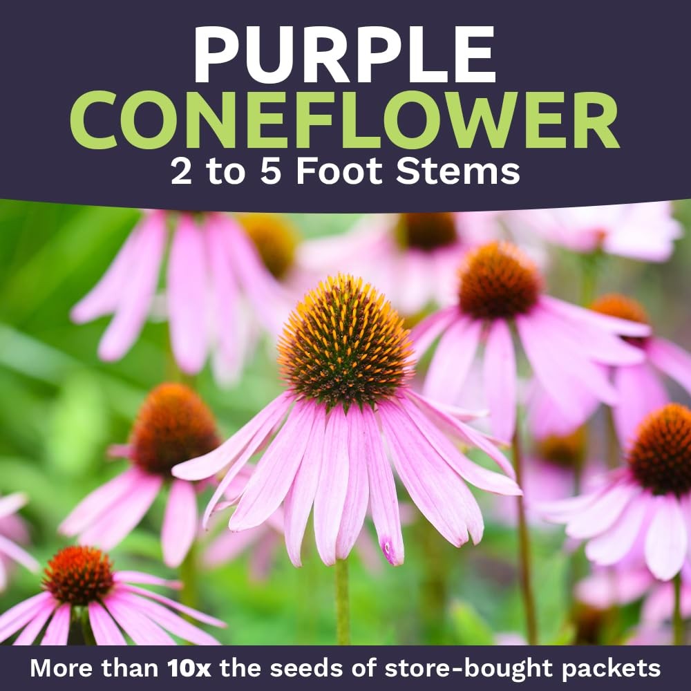 Purple Coneflower Seeds – Extra Large Packet – Over 1 Ounce Pouch,