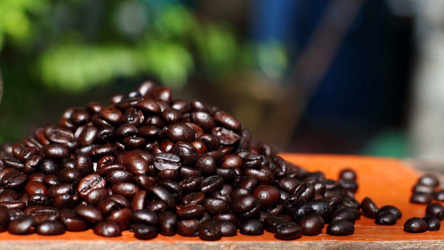 Mexican Coffee Bean Tree Seeds (25) / Chiapas McCabe / DELICIOUS / Super RARE