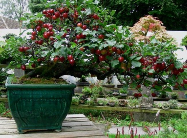 Natal Plum, Carissa macrocarpa, (Carissa grandiflora), Shrub Seeds (Fast Edible)