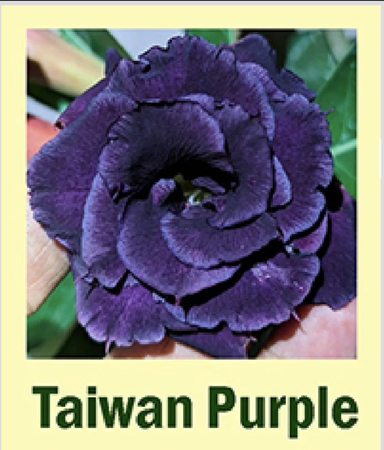 Taiwan Purple aka Indigo Blue Adenium Obesum Grafted Desert Rose Plant