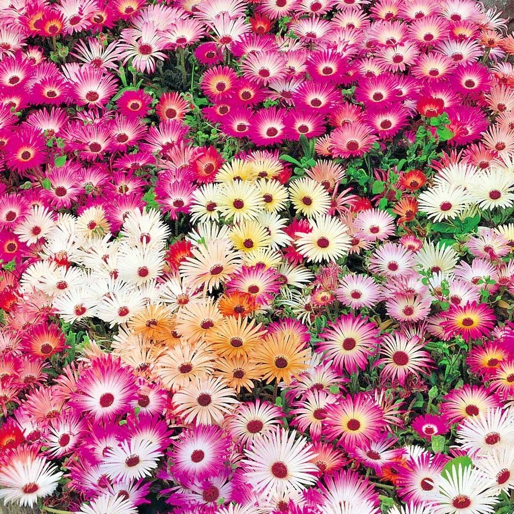 8000+ICE PLANT MIX Flower Seeds Groundcover Drought Heat Poor Soils Fast Easy