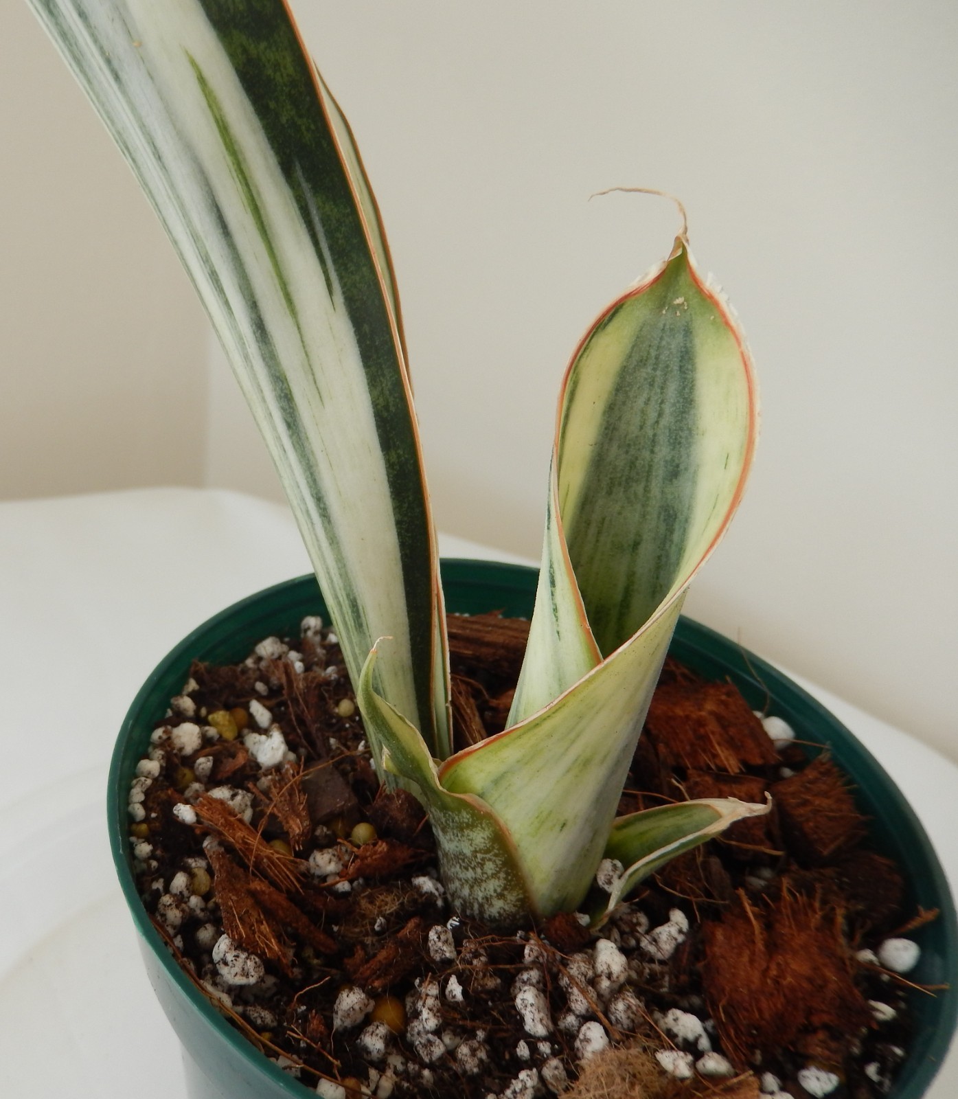 White Variegated Whale Fin Sansevieria Rooted In 4″ Pot Tag #34