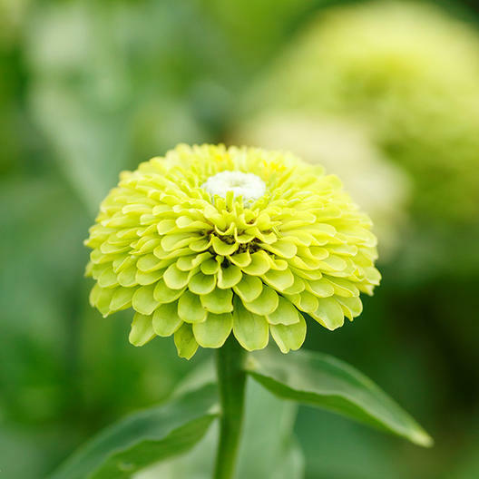 Zinnia ENVY elegans Lime Green Flowers RARE Butterflies Love! Non-GMO 100 Seeds