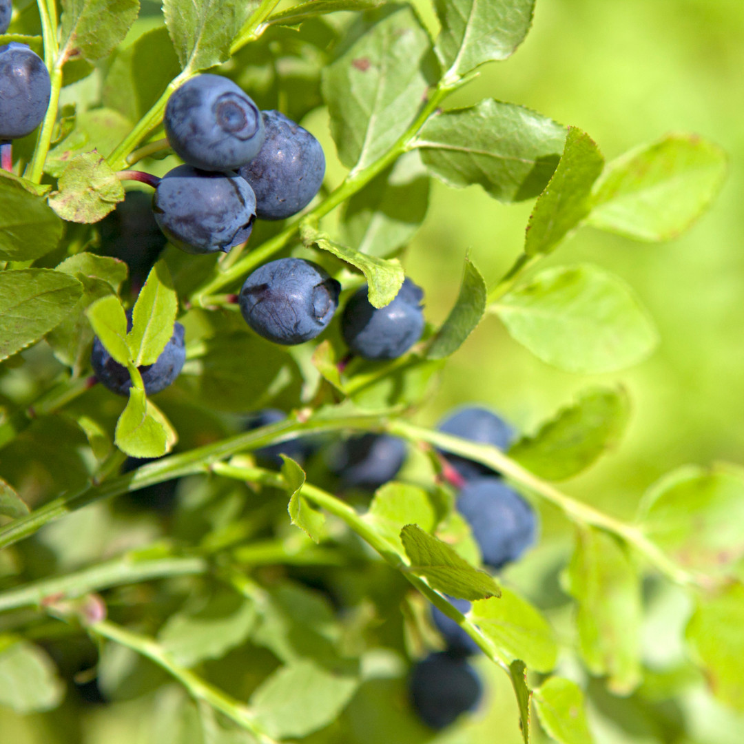 Fresh Sweet Northern Blueberry Seeds | Highland | Heirloom Non-GMO | Fruit Seeds