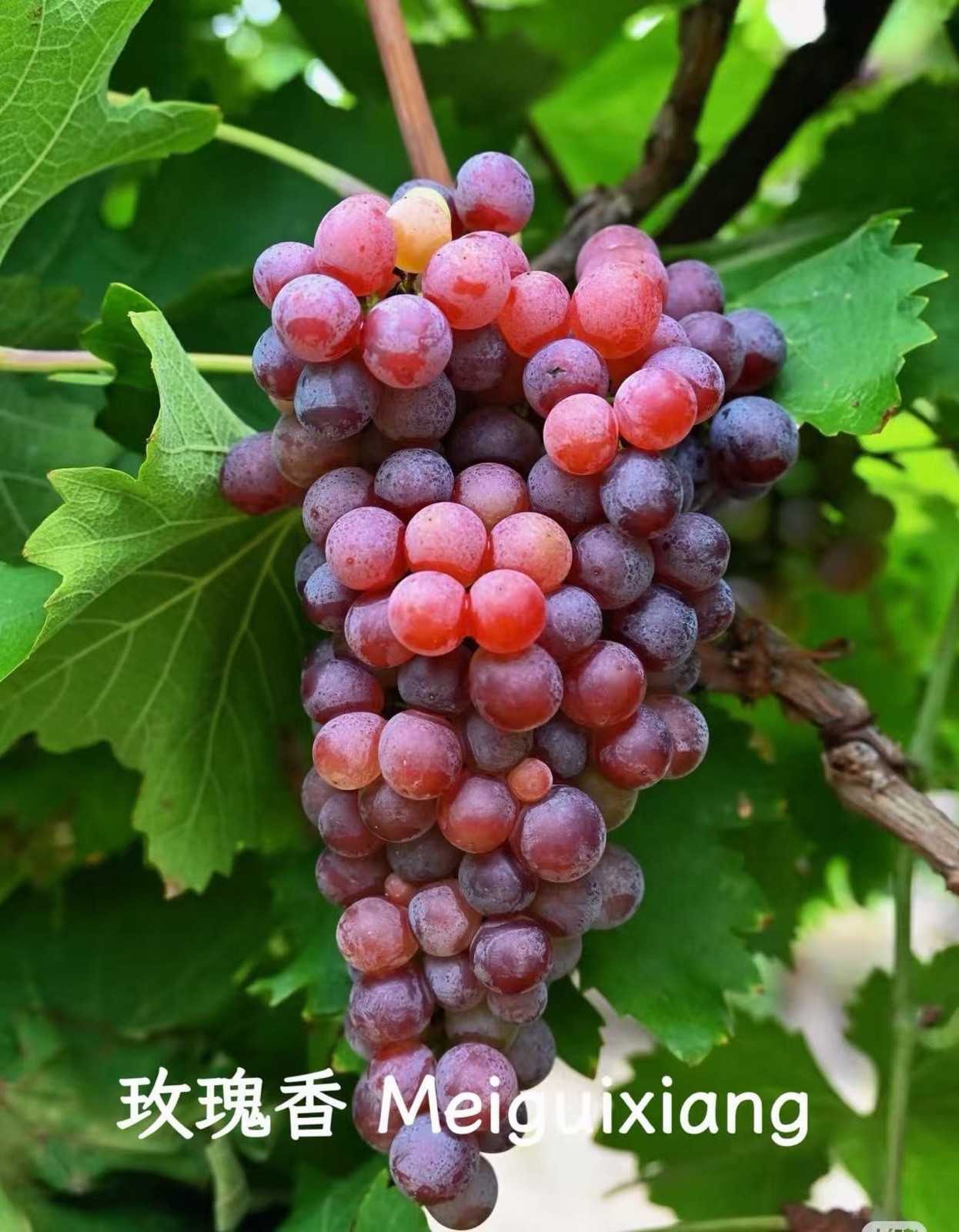 Meiguixiang Grape 3 Years Grafted Green Red Purple Vitis Outdoor Plant
