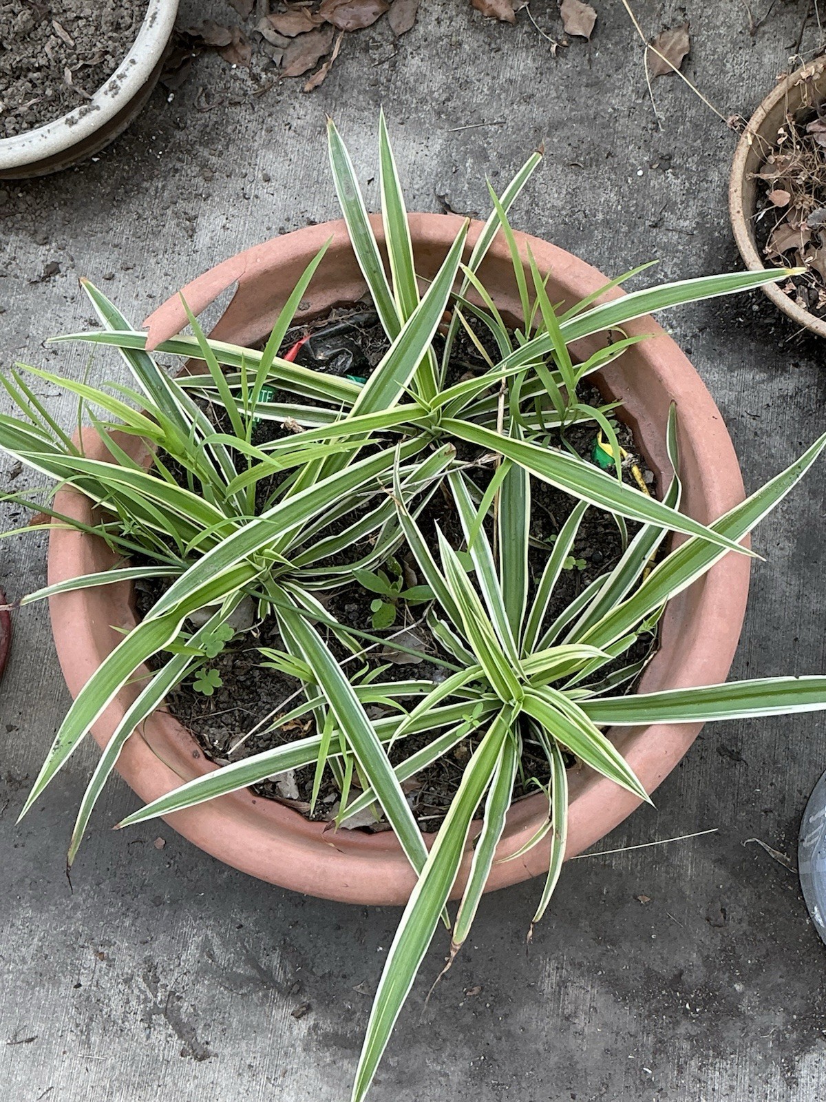 Lot Of 3 Spider Airplane Plants, 10” Tall With Roots, Rooted