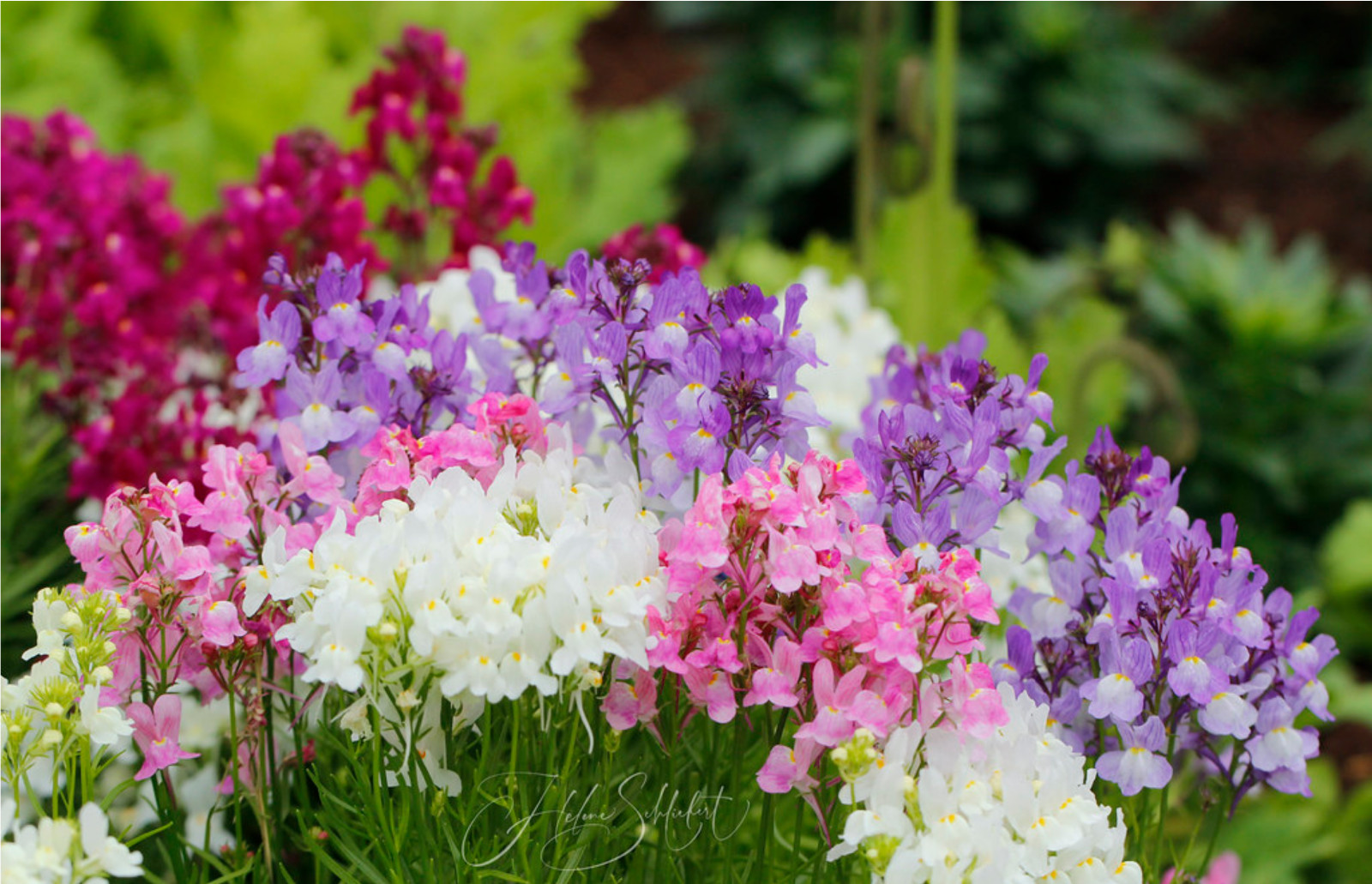 Linaria Maroccana – Color Mix seed
