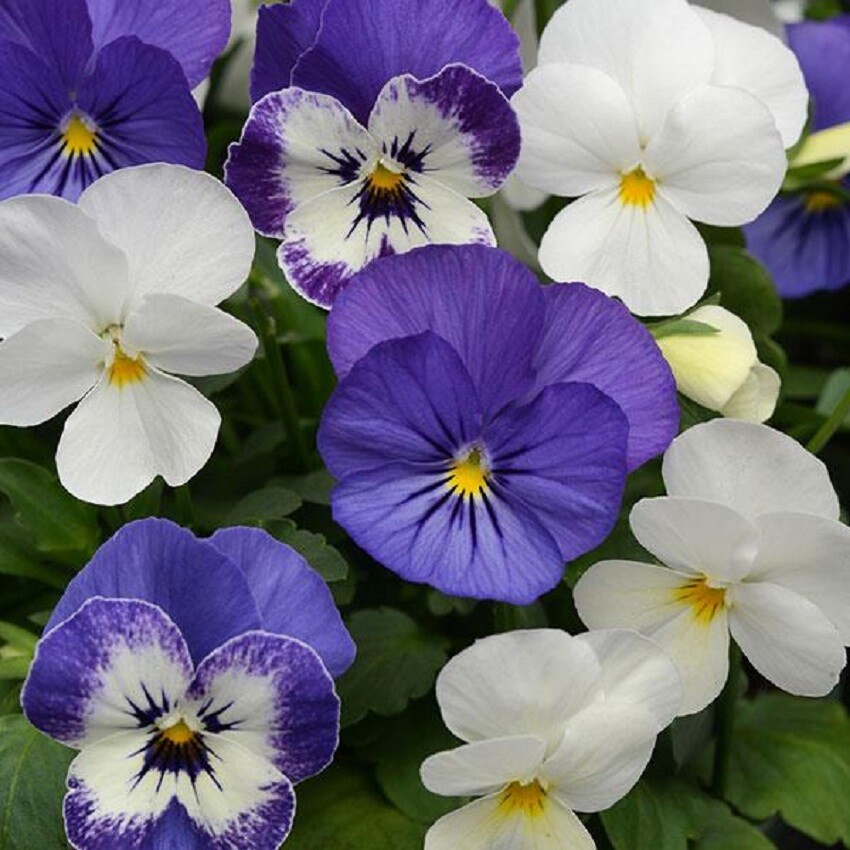 50 Viola Seeds Sorbet XP Mix Blueberry Sundae