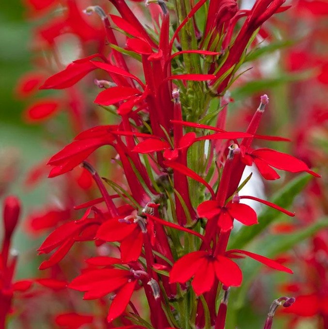 Set 5 Red Cardinal Flower Bare Roots – Perennial Native Plant for Garden