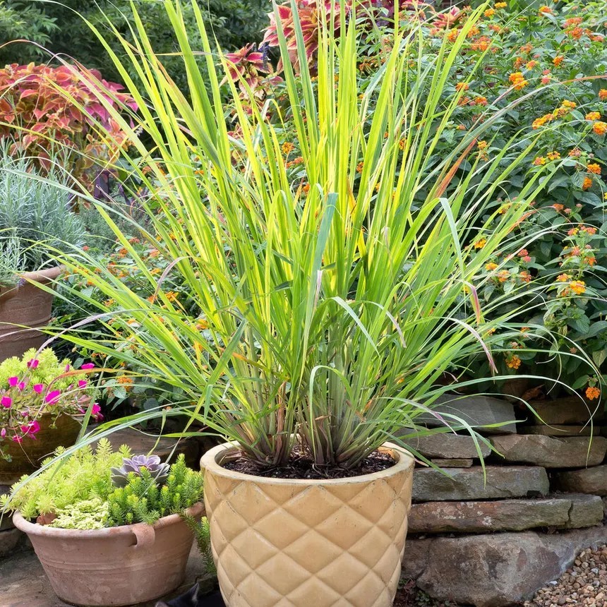 50 Live USA Grown Lemongrass Stalks Pest Deterrent Citrus Scent Outdoors