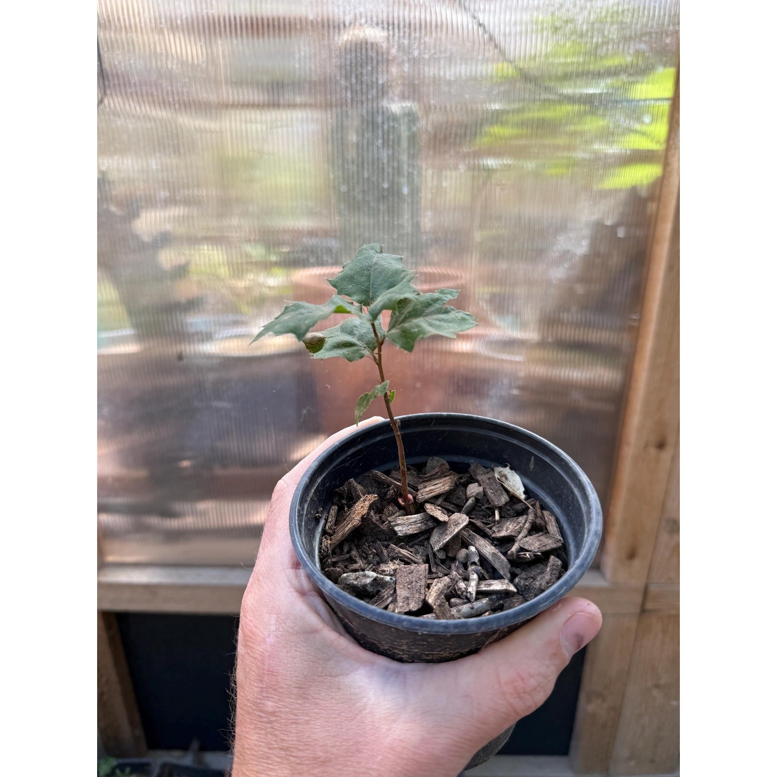California Interior Live Oak Sapling