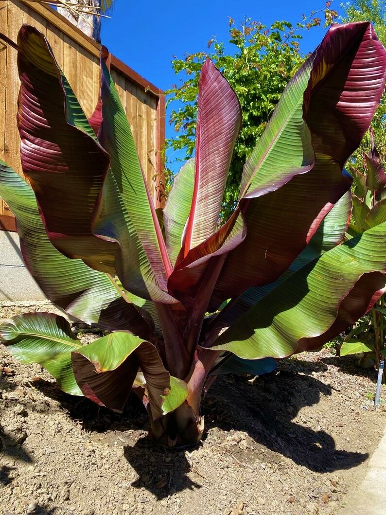 **RED ABYSSINIAN**Ensete Maurelii**AKA False Red Tropical Musa Banana Tree**USA*