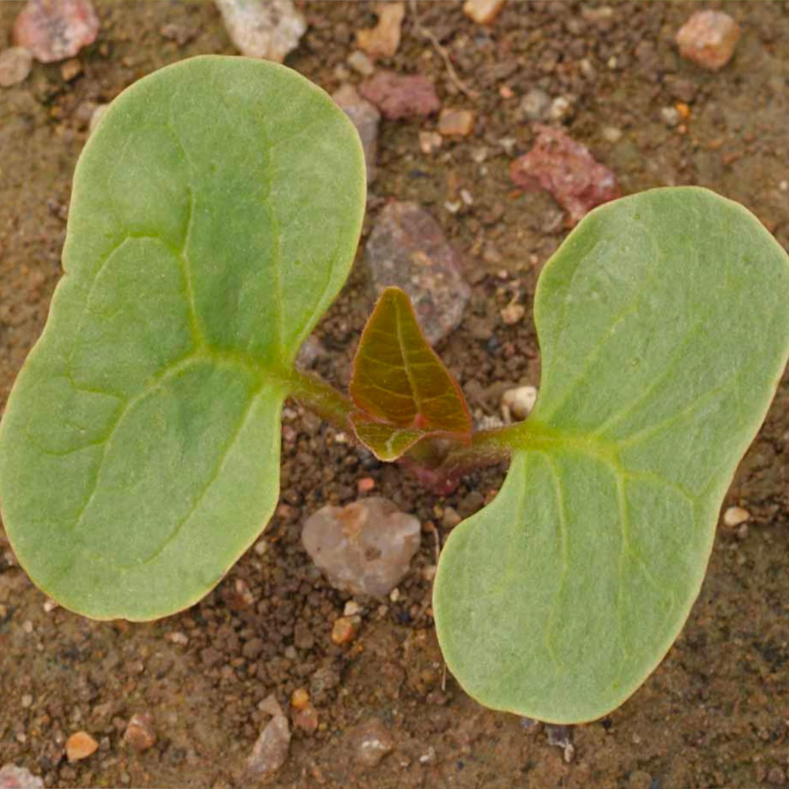 Seed Needs Yellow Four O Clock Seeds to Plant 1 Pack (60 Seeds),