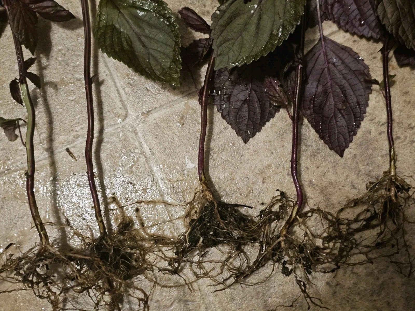 4+1 free live plant Purple Shiso Perilla Japanese Basil Red Mint NON-GMO organic