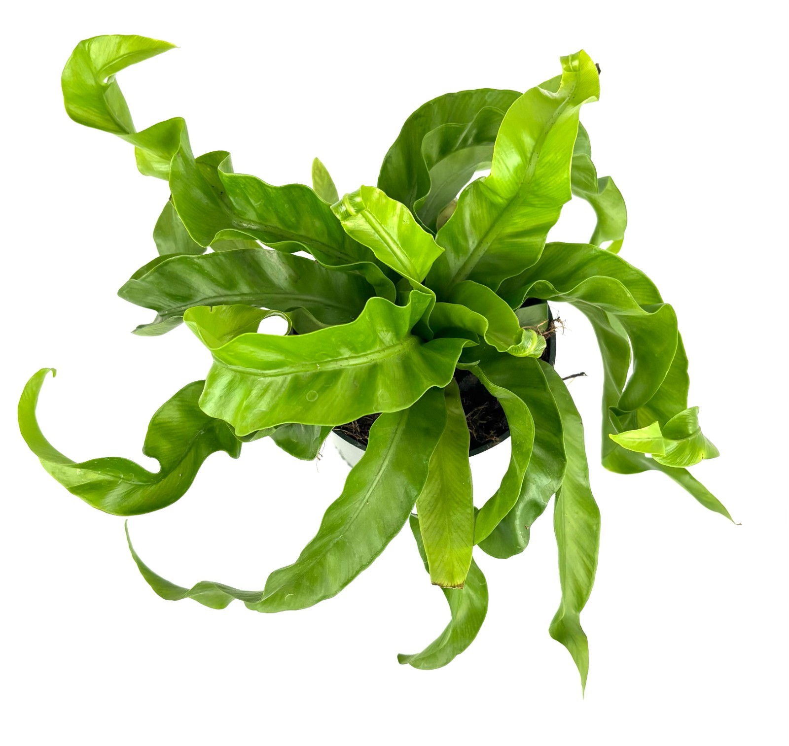 Hurricane Fern Asplenium Antiquum, 4″ Pot
