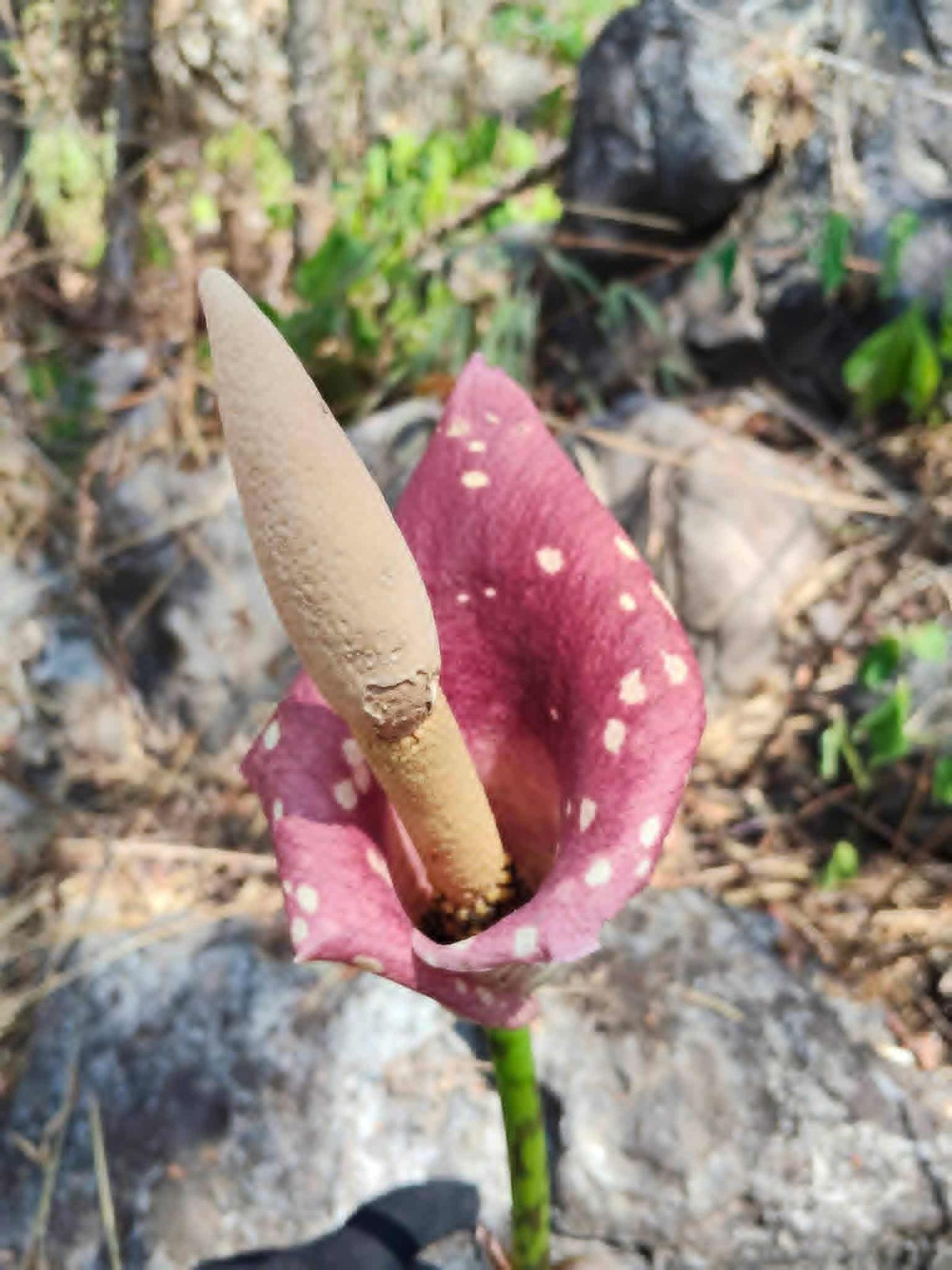 [BULB ONLY] Amorphophallus Blumei – DORMANT Konjac Caudex Bulb for Collectors