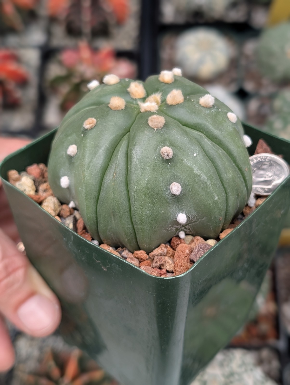 Astrophytum Asterias cv Goryo f Fukuruy 3″ pot shown