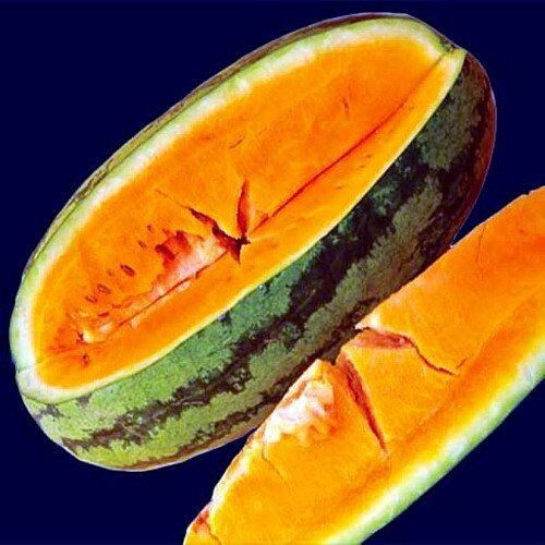 10+ Orangeglo Watermelon Seeds – LARGE – SWEET – 20 to 30 pounds – NON GMO