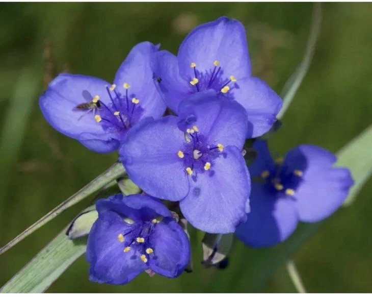 4 spiderwort plant Widows Tears Perennial