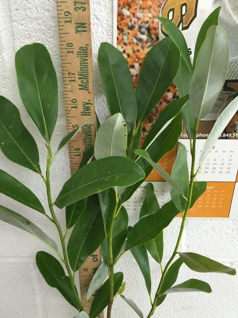SWEETBAY MAGNOLIA, Laurel Magnolia, Swamp Magnolia qt. pot