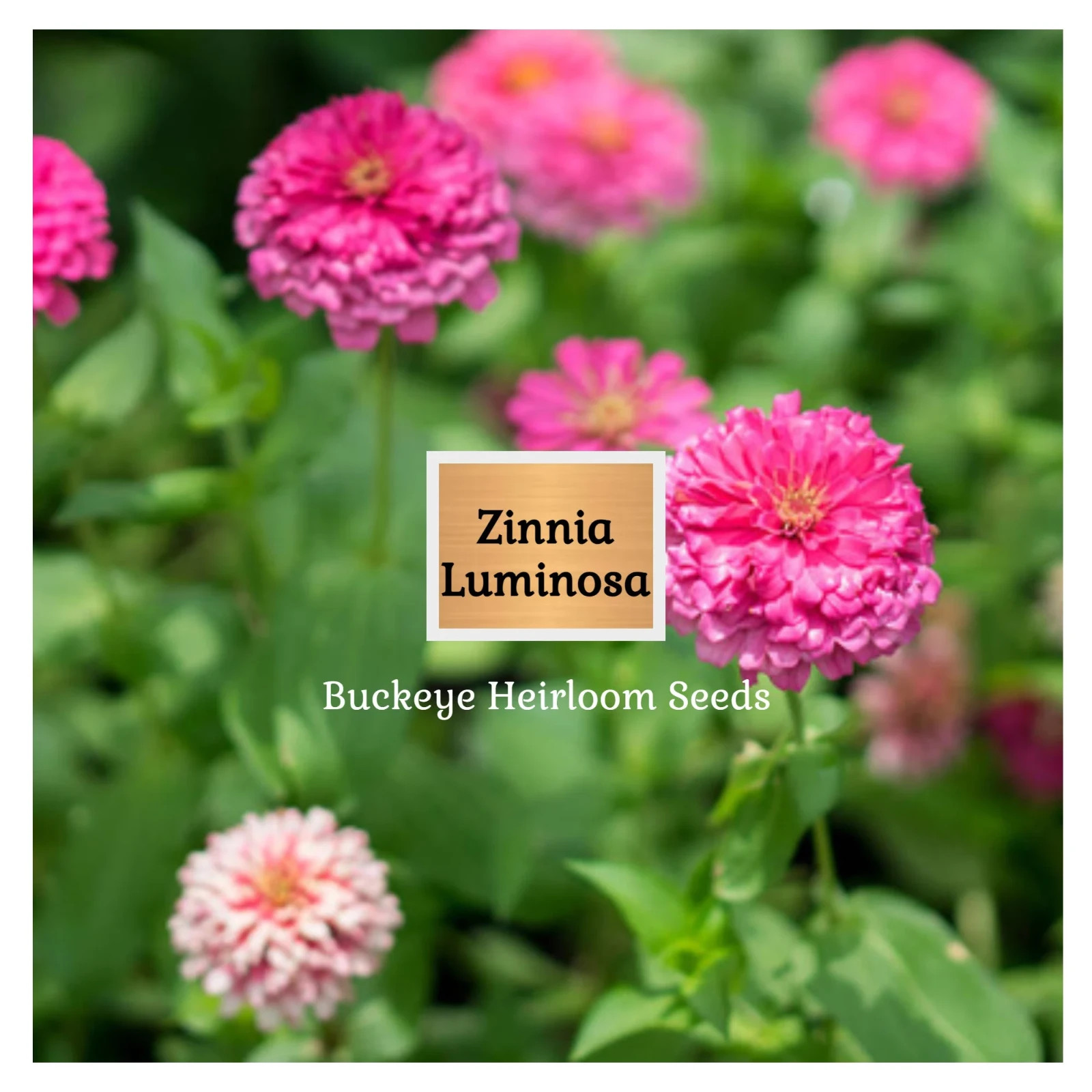 Zinnia | Luminosa | 100 Seeds | (Zinnia elegans) | Easy to Grow | Heirloom