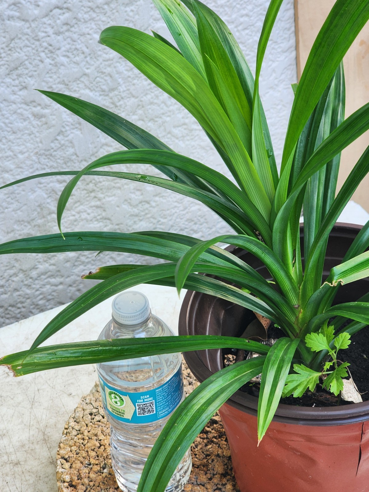 1 Live Pandan Leaf tree With Roots 15-17 Inches (lá Dứa – Planta de Pandan).