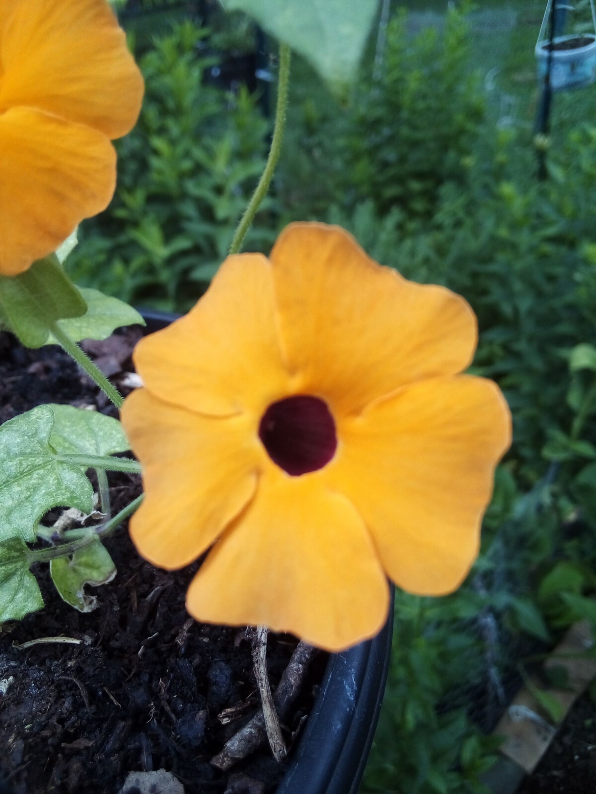 20 SEEDS BLACK EYED SUSAN VINE THUNBERGIA ALATA
