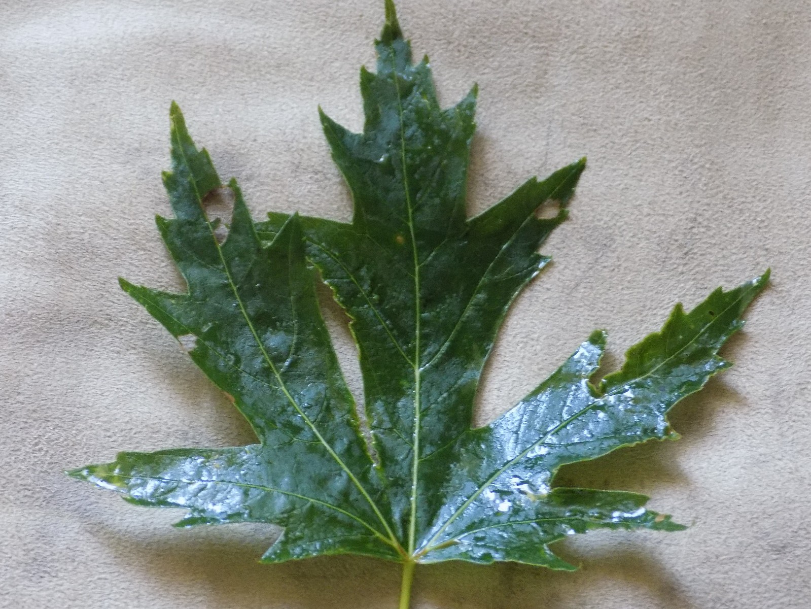 Black Maple Tree