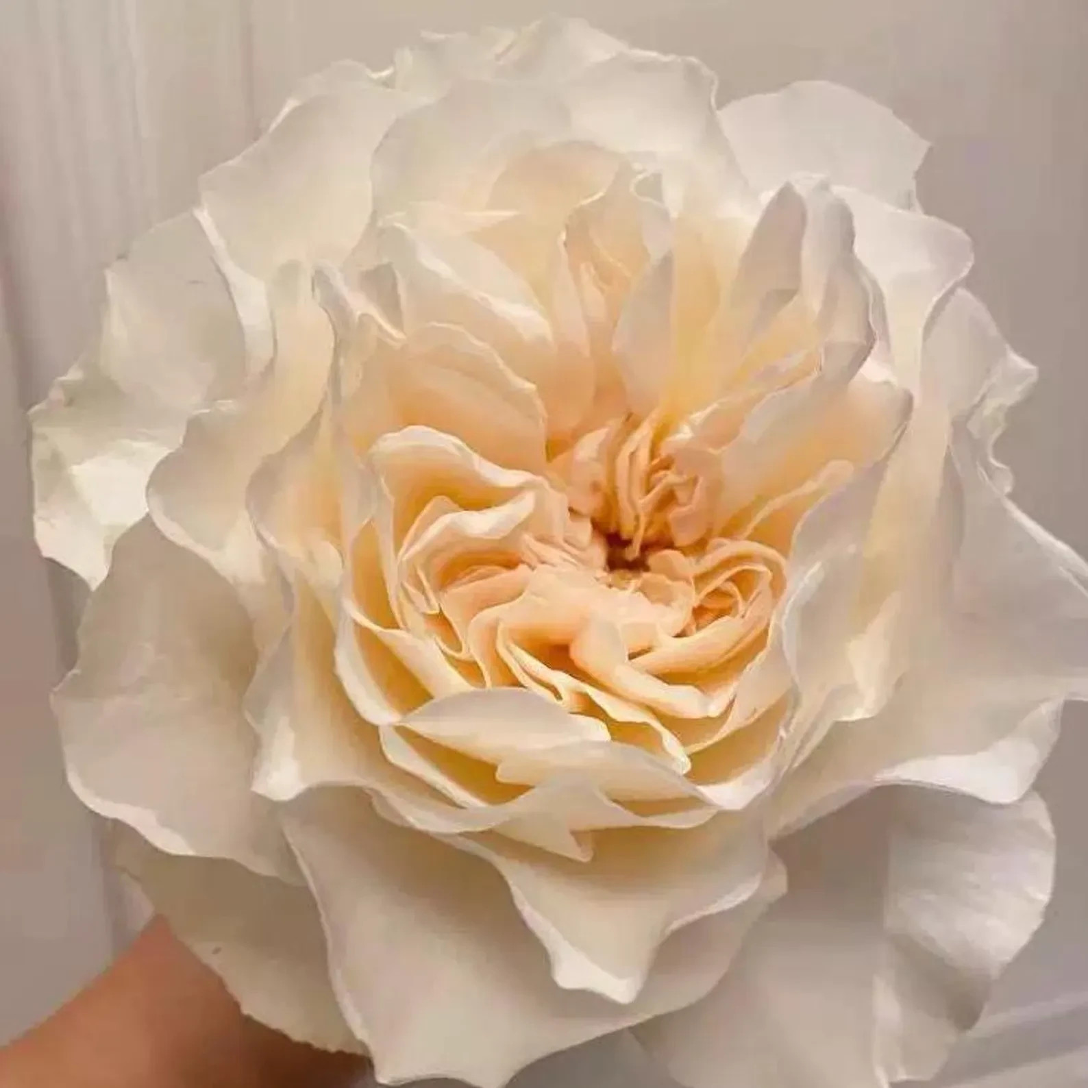 Live Bare Root Rose Plant – Premium Garden Variety, Fragrant Blooms New