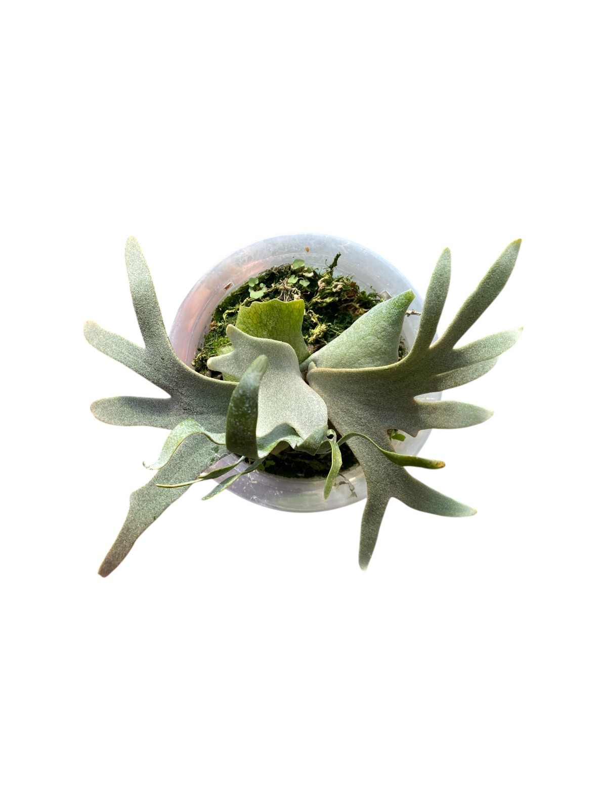 Platycerium willinckii ‘Bacteria’