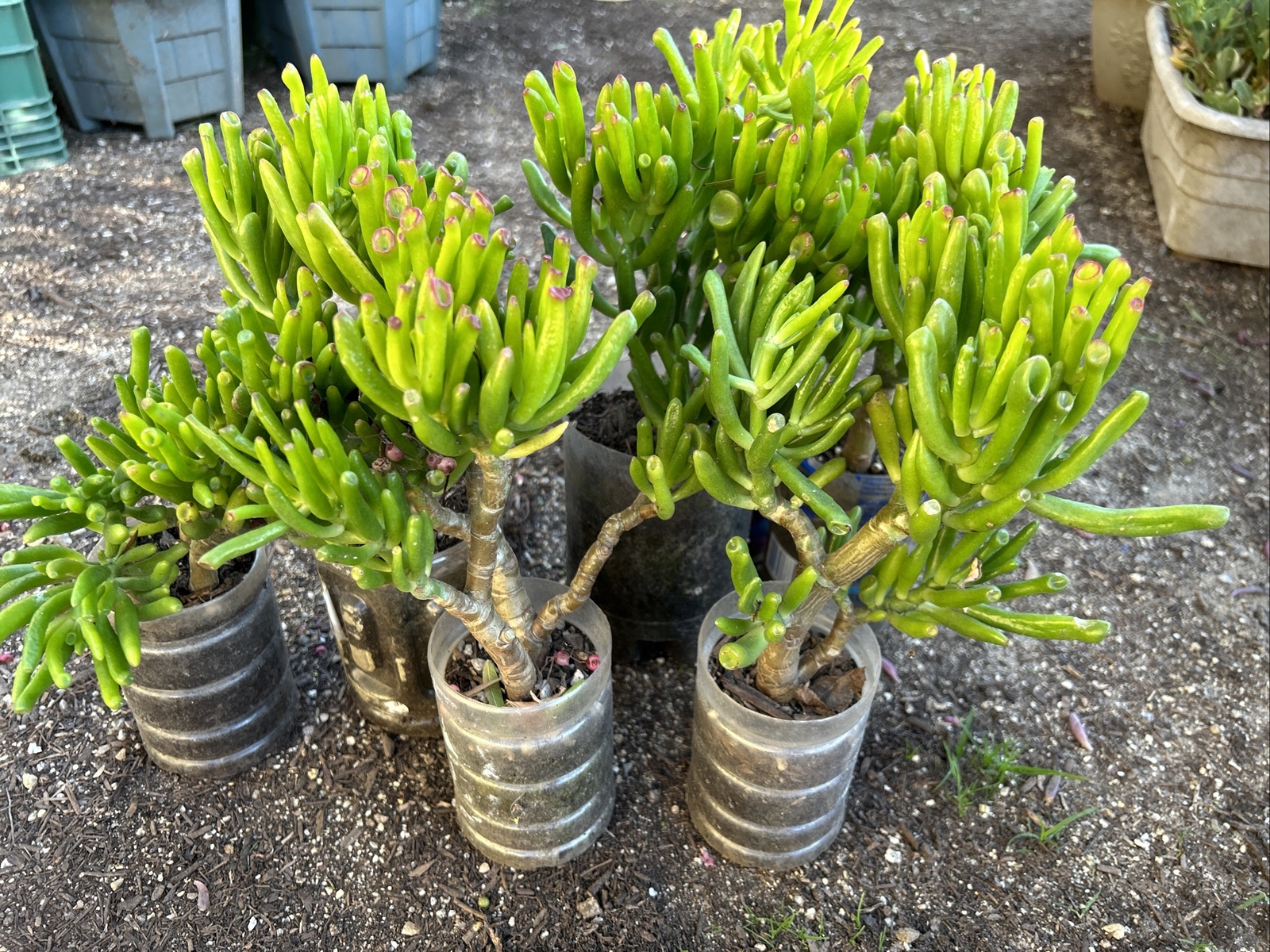 Hobbit Jade plant Crassula Ovata Gollum Jade plant 7” To 8” Tall