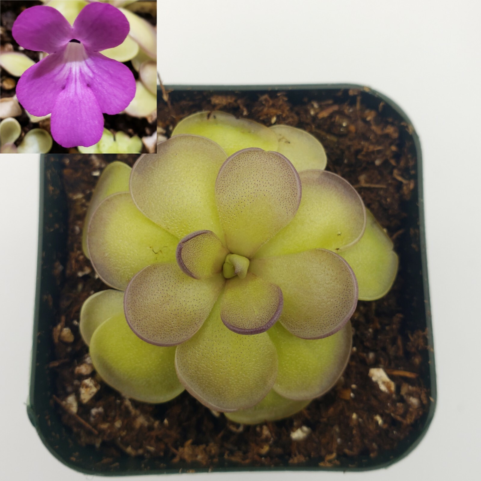 Pinguicula hemiepiphytica x cyclosecta – Carnivorous Plant – Butterworts