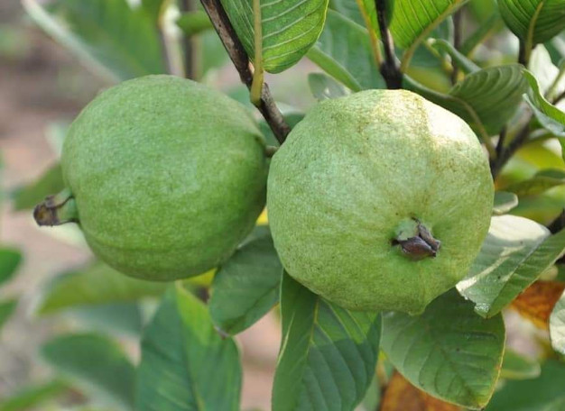 Pink Guava Tree – 2-3ft – 3Gallon – Tropical Fruit Tree for Sweet Pink Flesh