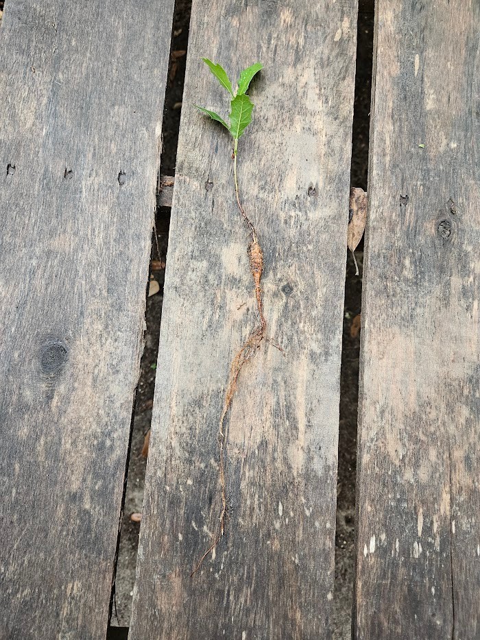 Southern live oak bareroot seedlings, choose amount