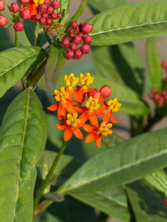 Milkweed Apollo Orange Live Plant Plug – 1–3″ Tall – Orange Flowering Milkweed