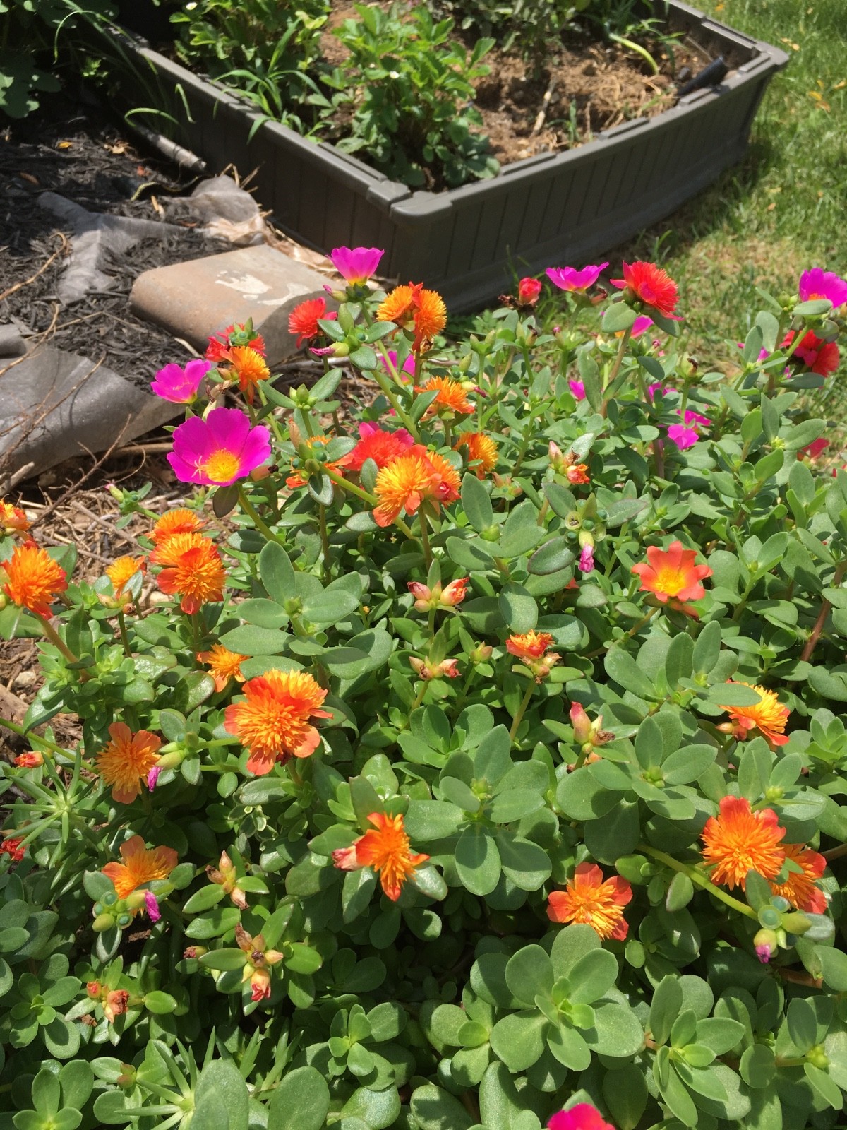 10 Ornamental Purslane Cuttings (Flowering ) – Vibrant Blooms – Easy to Grow
