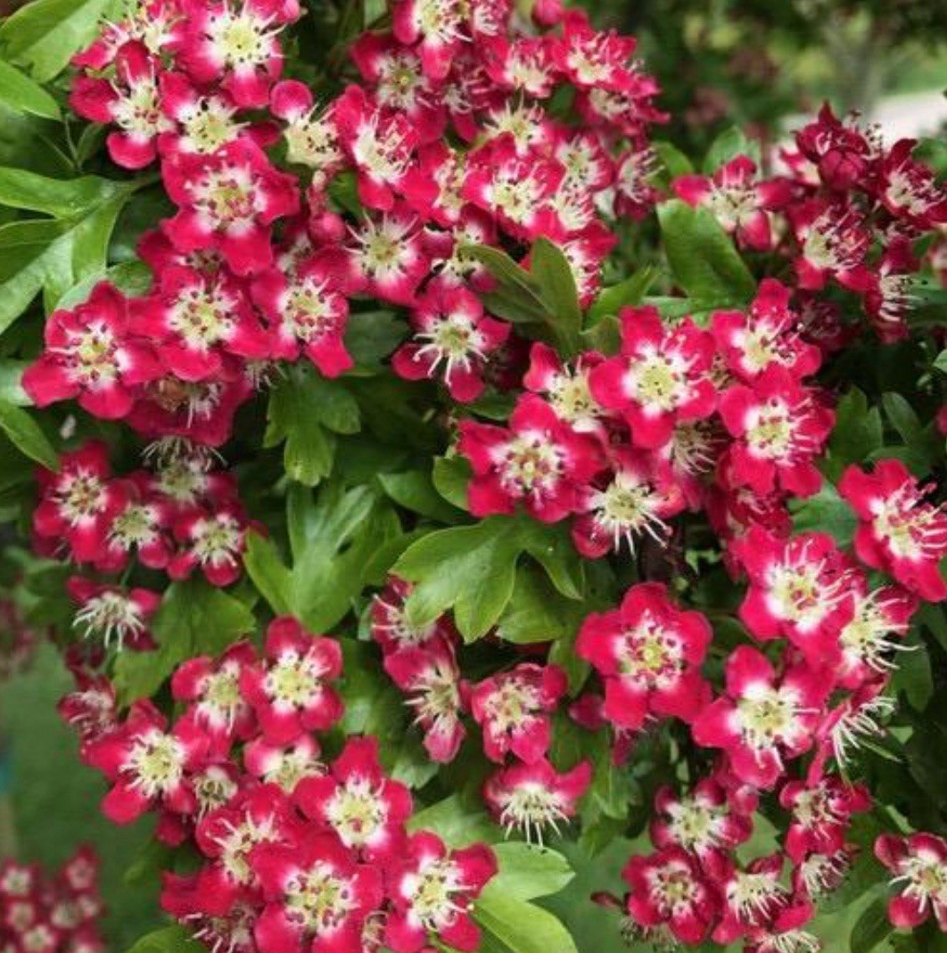 25-30″ tall Crimson Cloud Hawthorn 2 year old grafted plant, well rooted
