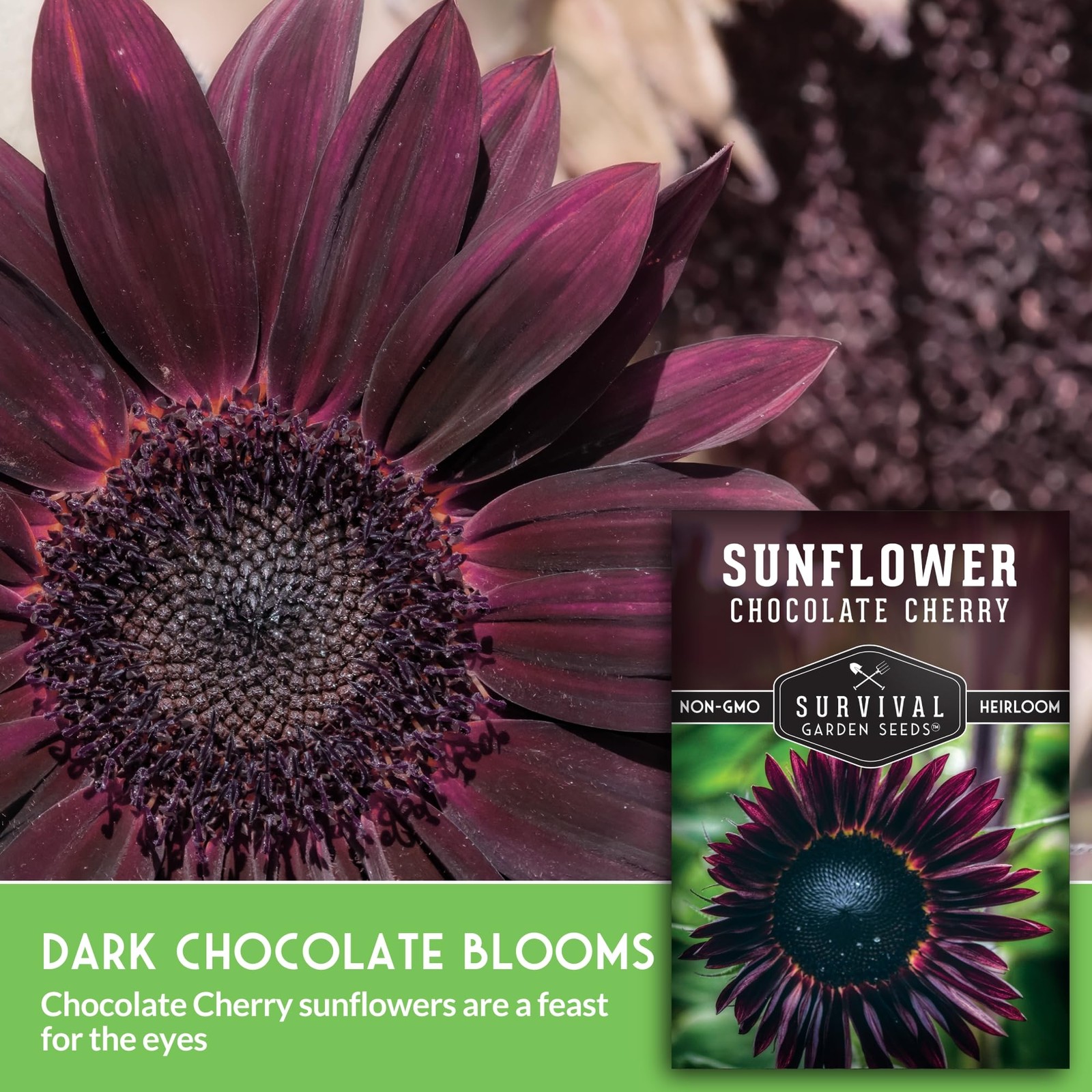 Chocolate Cherry Sunflower Seeds for Planting | Rare Burgundy Black burgundy