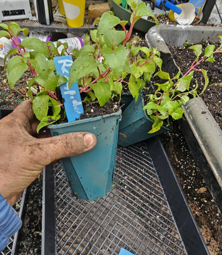 Marinka Fuchsia Starter Live Plant – 2-5″ Tall – 3″ Pot – Zones 9-11
