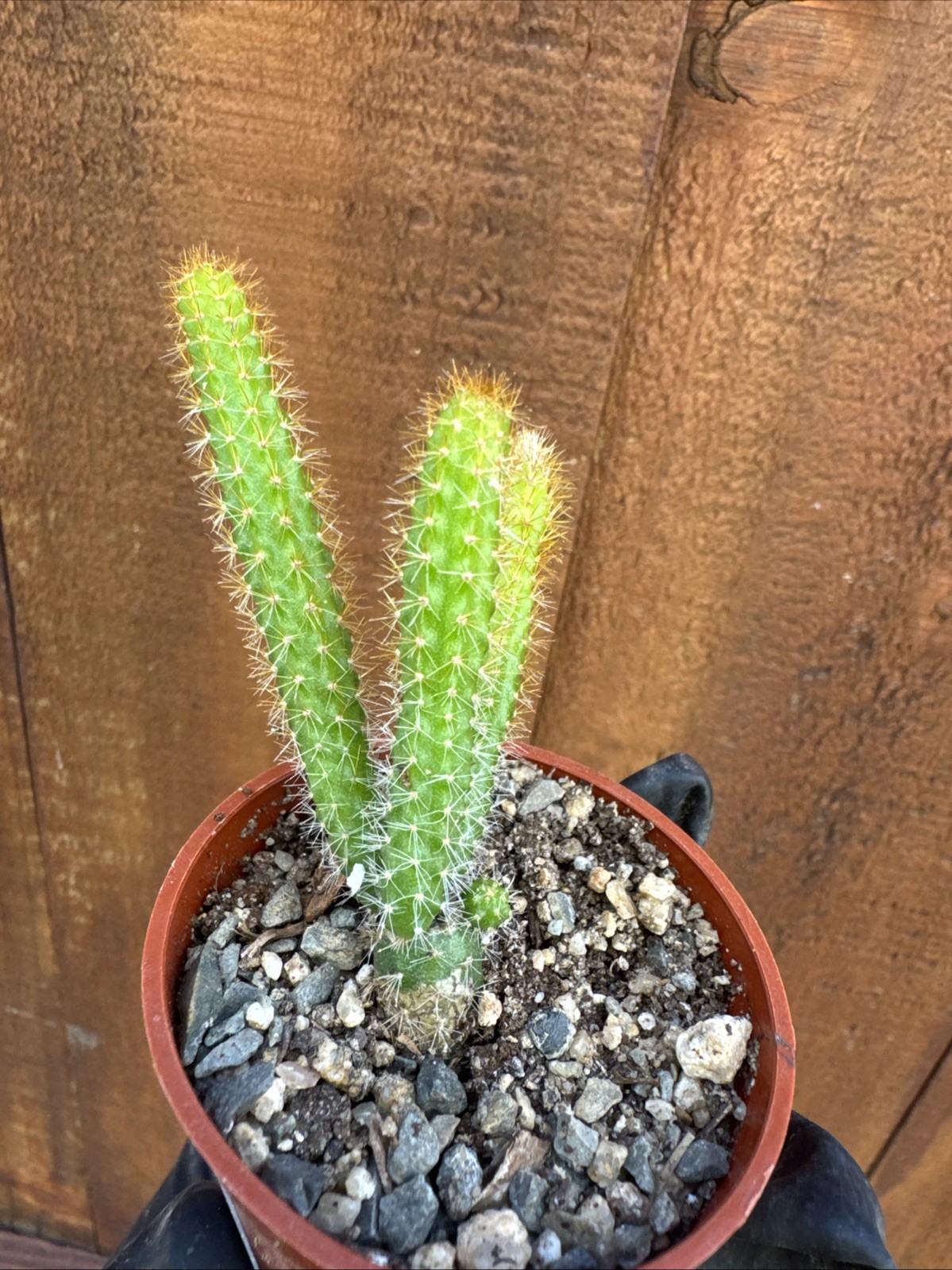 Rat Tail Live Cactus/Succulent Fully Rooted-Aporocactus Flagelliformis.