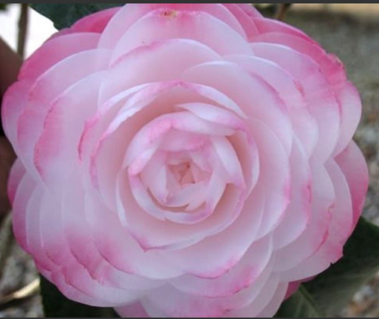 Guest Star~~Camellia Japonica–Live STARTER Plant–VERY UNIQUE COLOR!