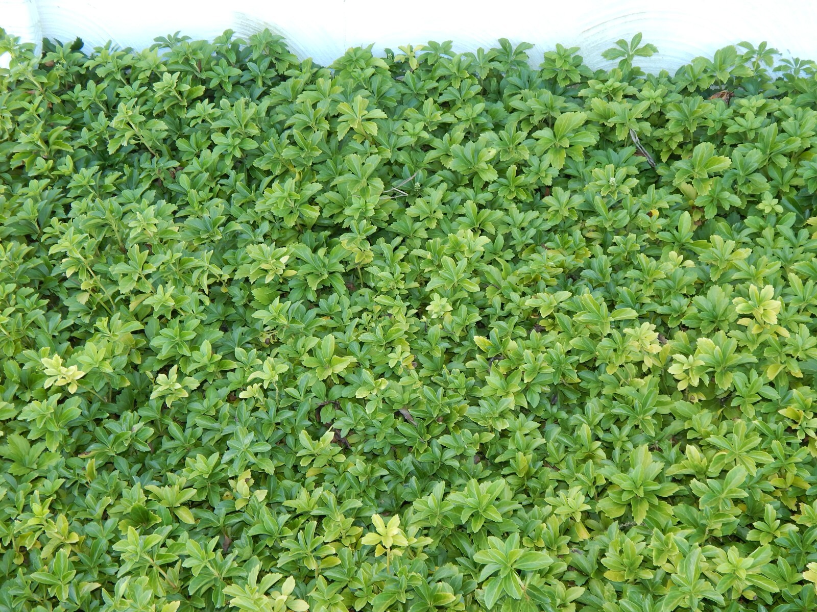 Pachysandra 35 Plants Japanese Spurge Ground Cover Perennial Evergreen Organic