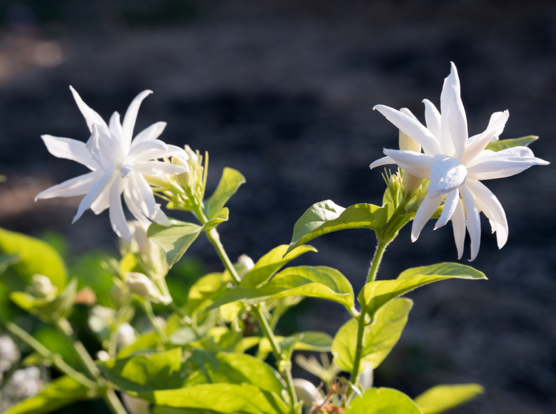 Jasmine Belle of India Live Starter Plant Jasmine Flower Plant 4-6″Tall No Pot