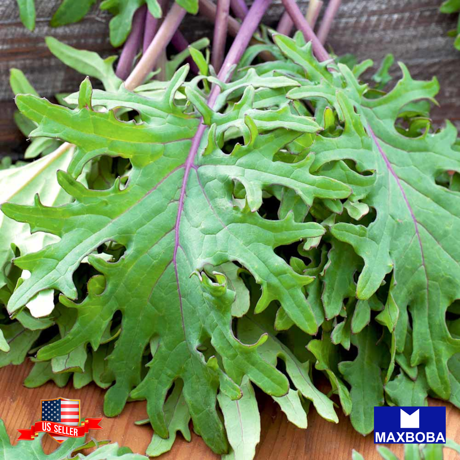 Kale Seeds Red Russian Organic Non-GMO Heirloom