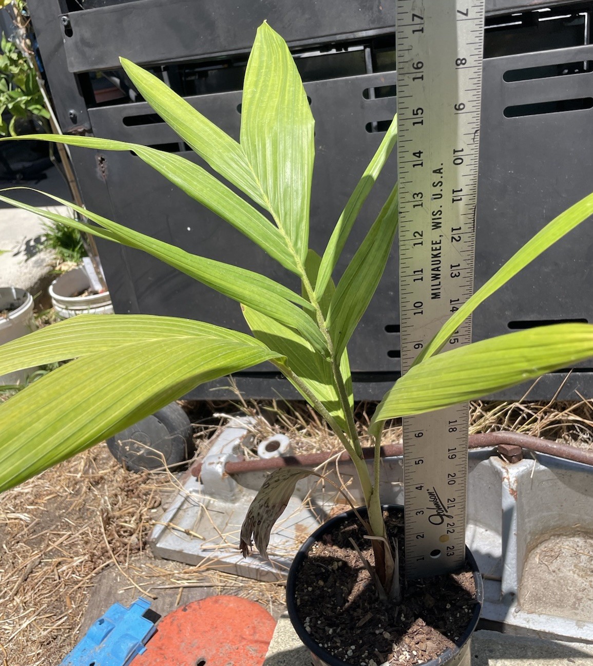 King Palm Tree Archontophoenix alexandrae Juvenile 3.5years old Live Plant