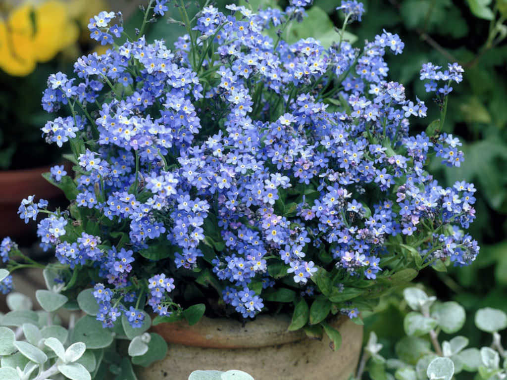 400+FORGET ME NOT Seed Woodland Wildflower Blue Blooms Spring Summer F.Sun/Shade