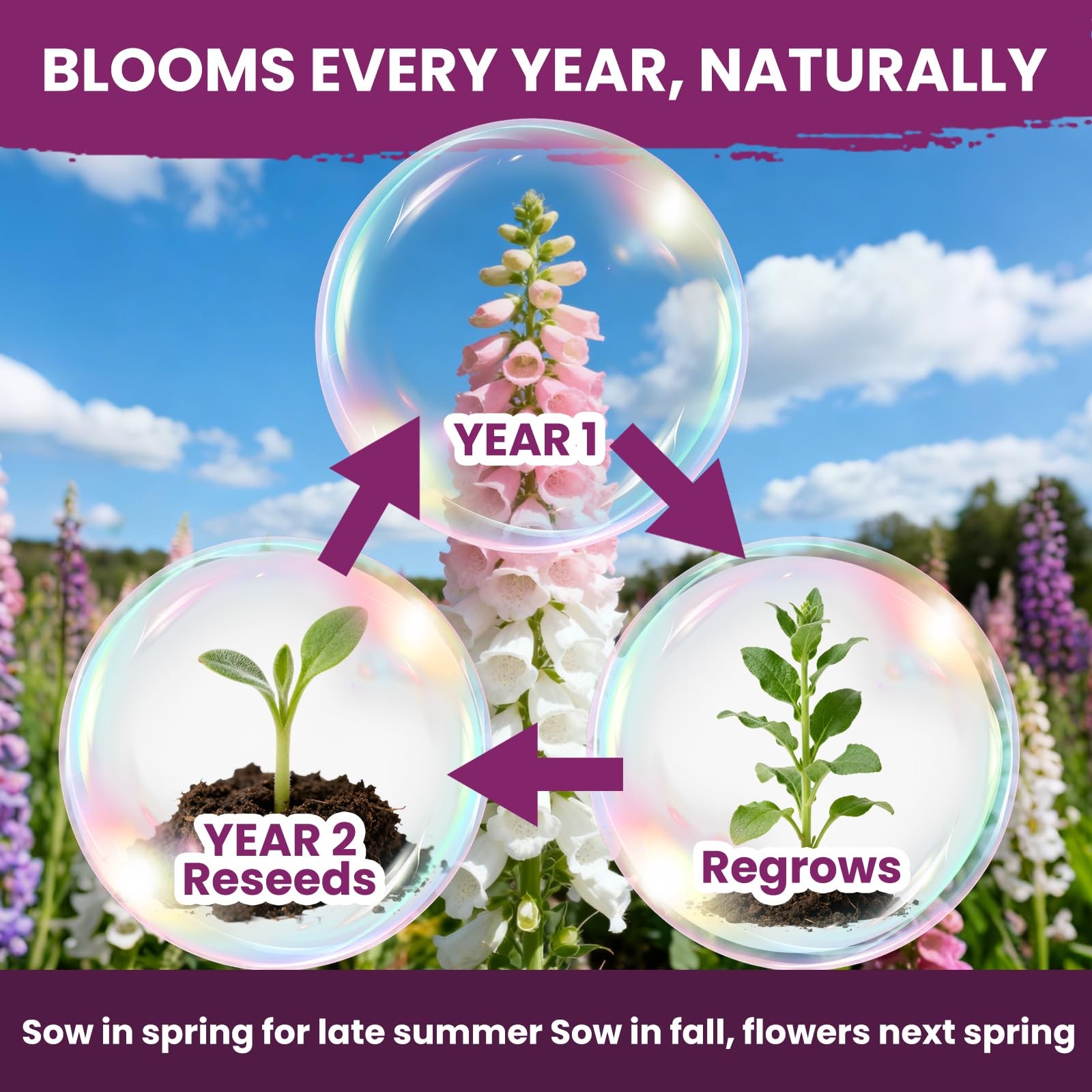 Foxglove Seeds Perennial – Mixed Colors, 200,000+ 0.35 Ounce Pounch, colorful