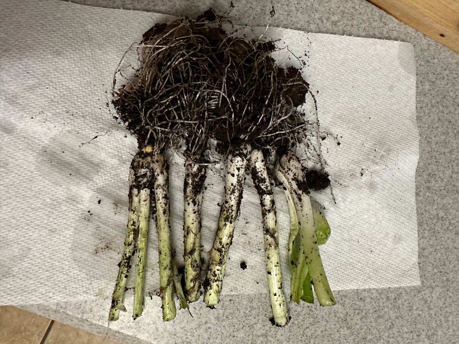 5 Egyptian Walking Onions, Tree Onion, top Onions. 5 roots to start