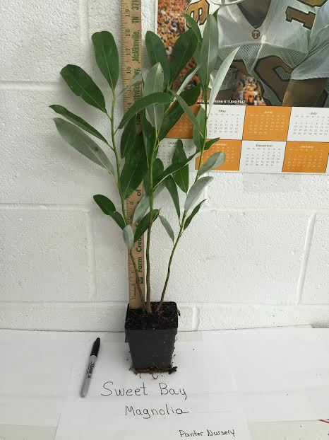 SWEETBAY MAGNOLIA, Laurel Magnolia, Swamp Magnolia qt. pot